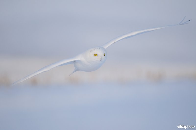 Sneeuwuil komt aangevlogen