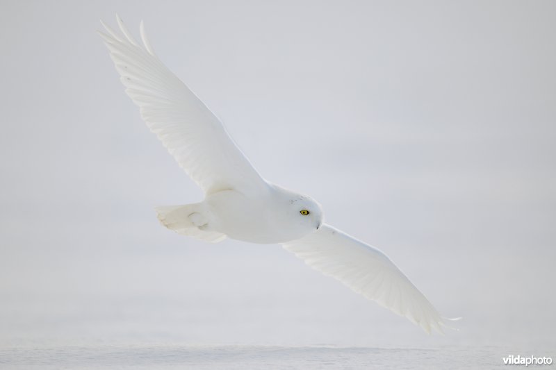 Sneeuwuil in vlucht