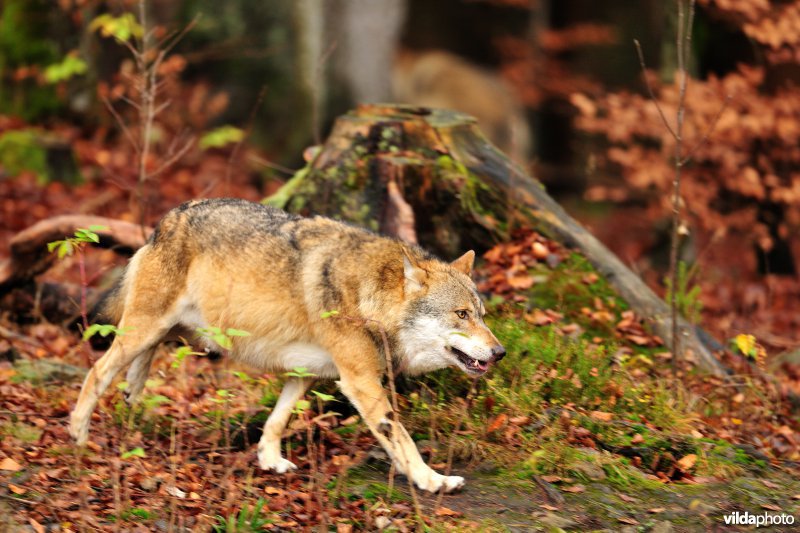 Wolf