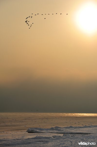 Roodhalsganzen boven de bevroren Zwarte Zee