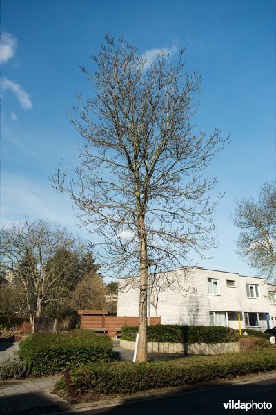 Fraxinus angustifolia Raywood