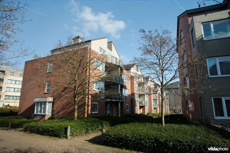 Robinia pseudoacacia var Bessoniana