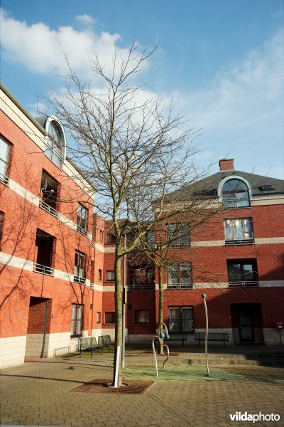 Gleditsia triacanthos Shademaster