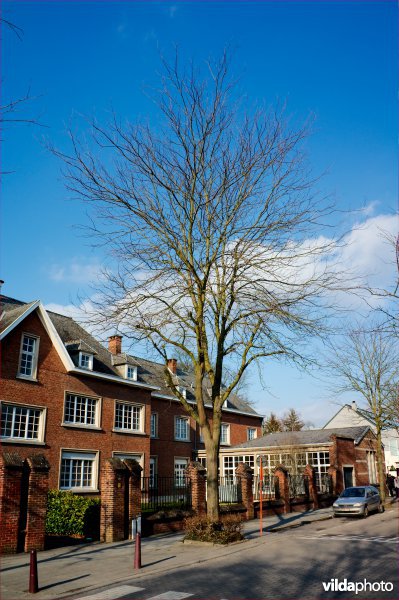 Gleditsia triacanthos Skyline