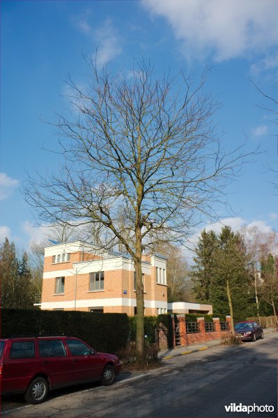 Gleditsia triacanthos Skyline