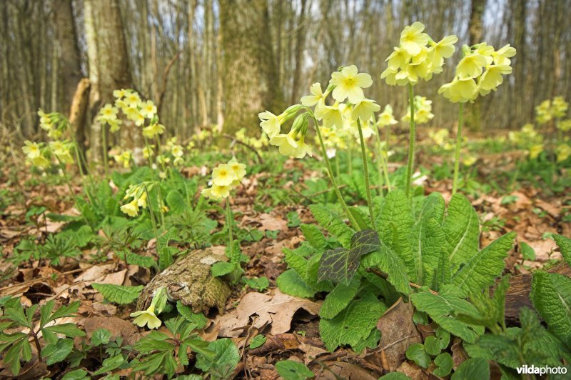 Slanke sleutelbloemen in het bos