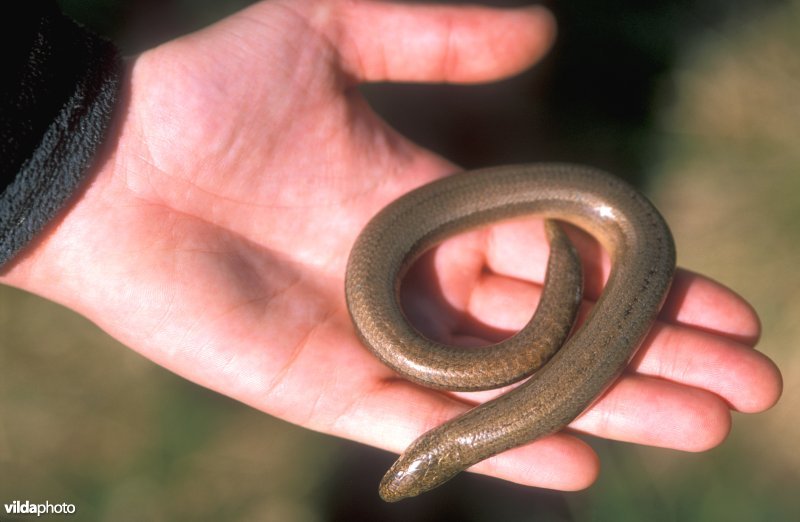 Hazelworm in hand