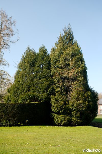 Reuzenlevensboom