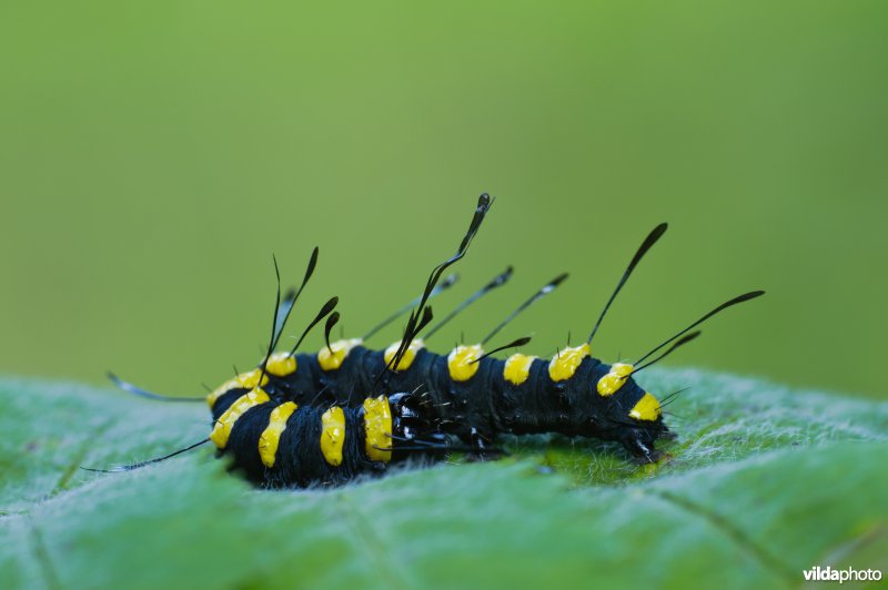 Rups van een Elzenuil