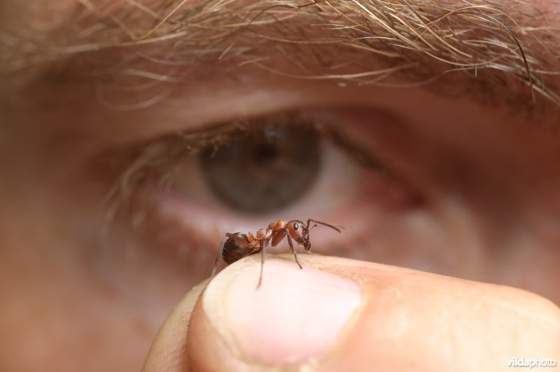 Onderzoeker bestudeert een mier