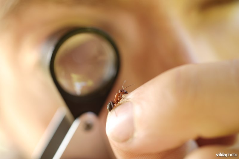 Onderzoeker bestudeert een mier