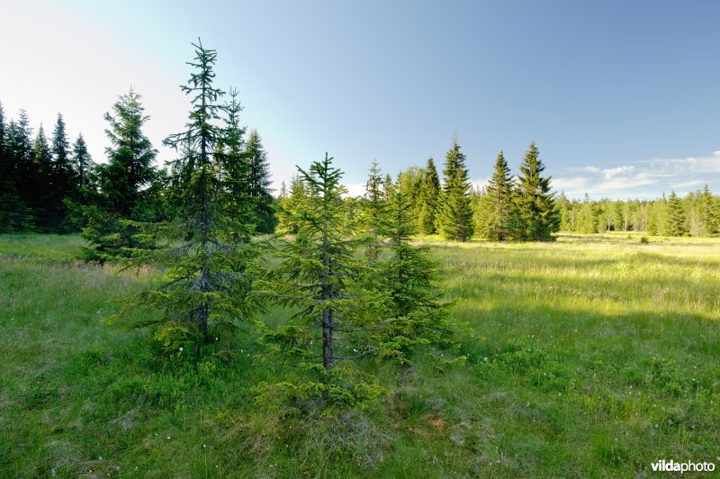 Hoogveen in Sumava Nationaal Park