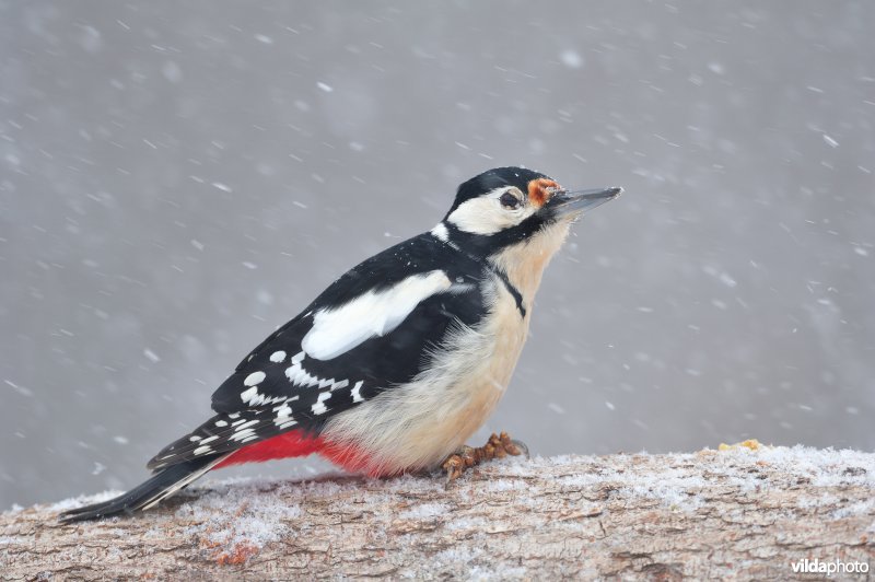 Grote bonte specht in de sneeuw