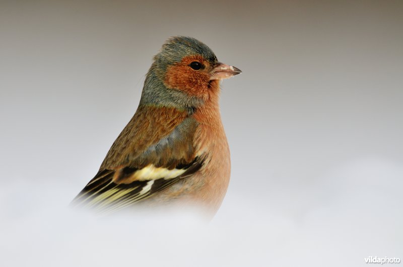 Mannetje Vink in de sneeuw