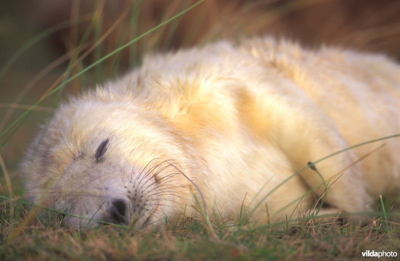 Slapende Grijze zeehond-baby