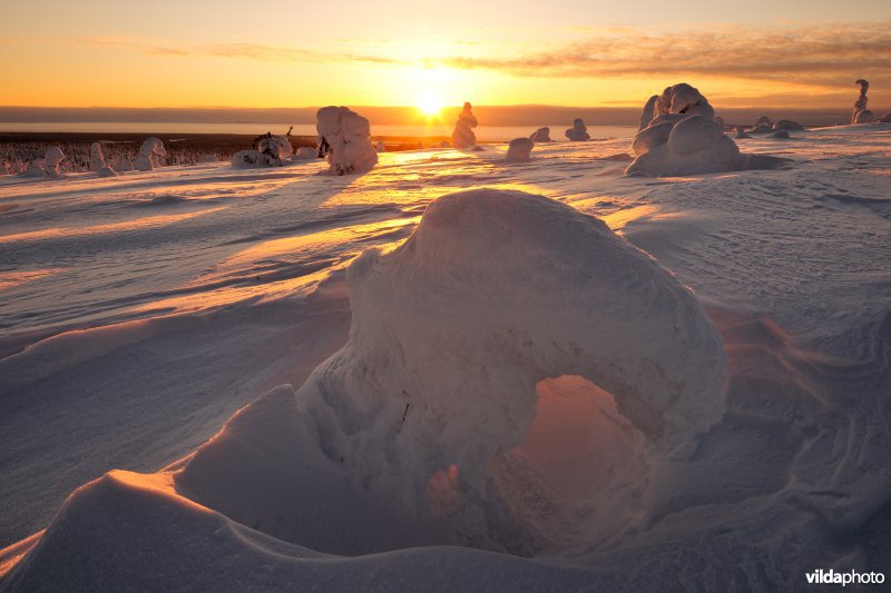 Sneeuwlandschap in Riisitunturi