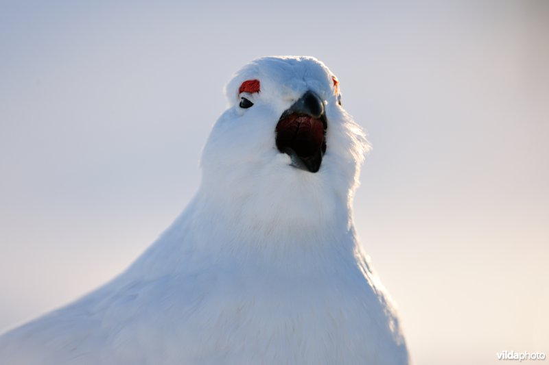 Moerassneeuwhoen in de sneeuw