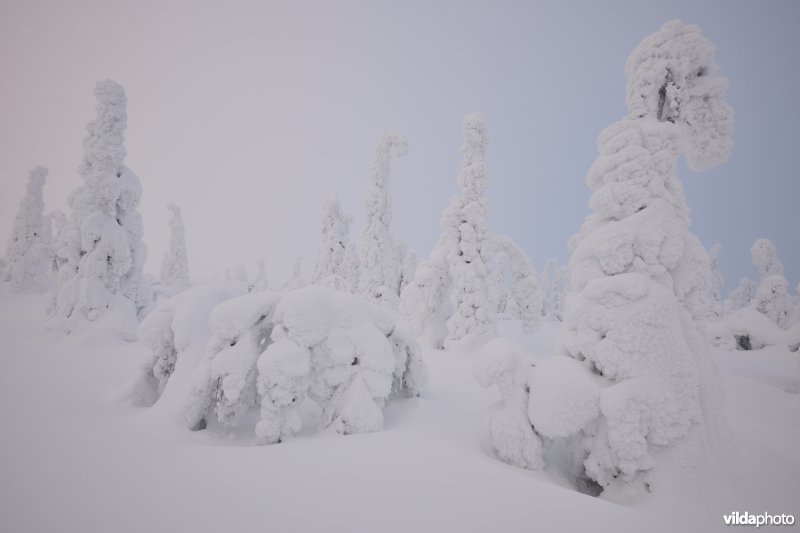 Sneeuwlandschap in Riisitunturi