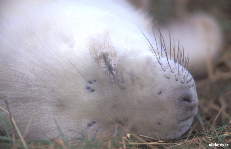 Kopje van pasgeboren Grijze zeehond