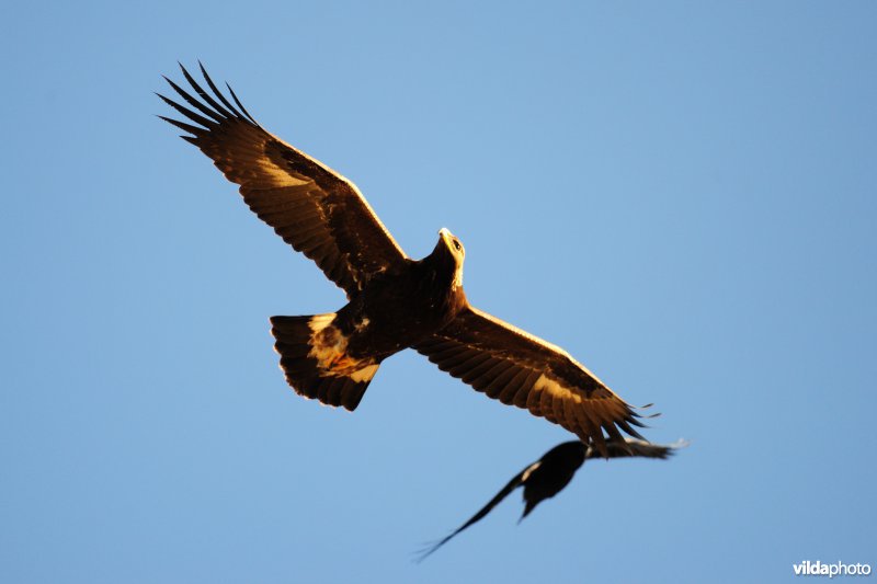 Steenarend in vlucht