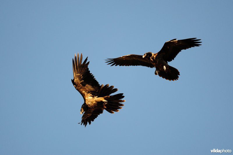 Lammergieren in vlucht
