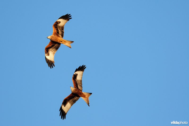 Twee Rode Wouwen in vlucht