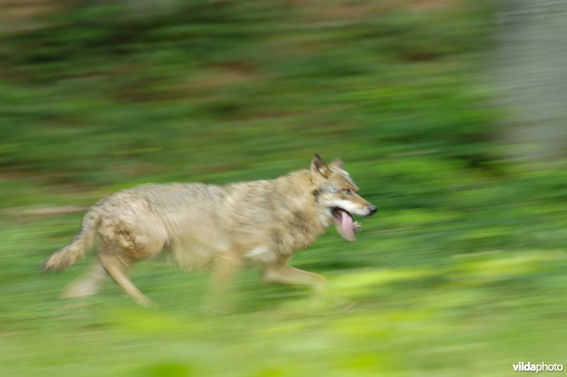 Dravende wolf