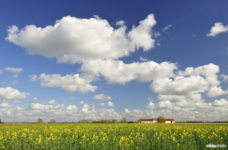 Polders rond Sint-Pieters-Kapelle