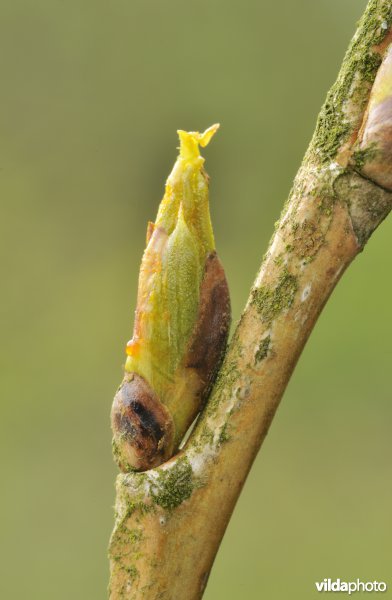 Knop van Zwarte populier