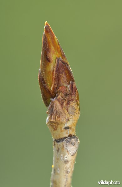 Knop van Zwarte populier