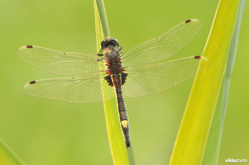 Gevlekte witsnuitlibel