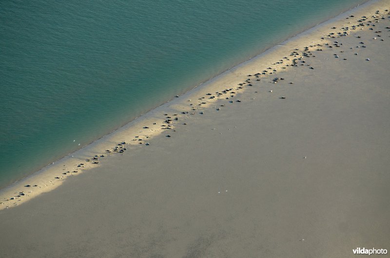 Zeehonden overtijen op zandbank