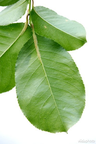 Blad van Amerikaanse vogelkers