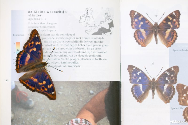 Kleine weerschijnvlinder op vlinderboek