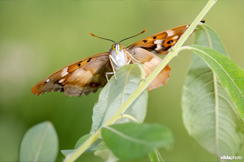 Kleine weerschijnvlinder