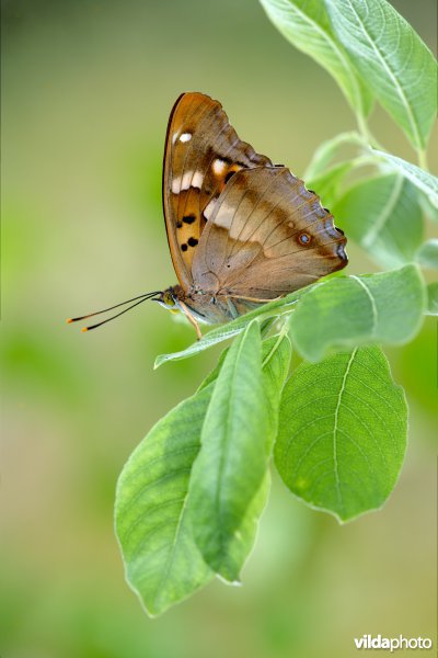 Kleine weerschijnvlinder