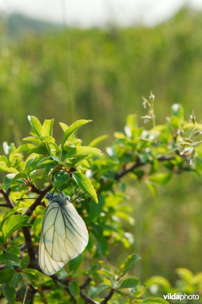Vers Groot geaderd witje