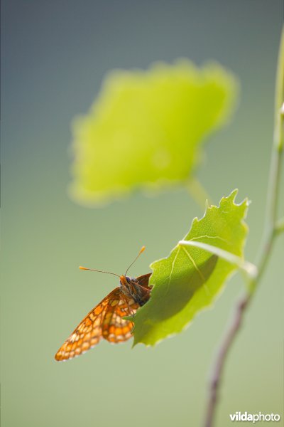 Roodbonte parelmoervlinder
