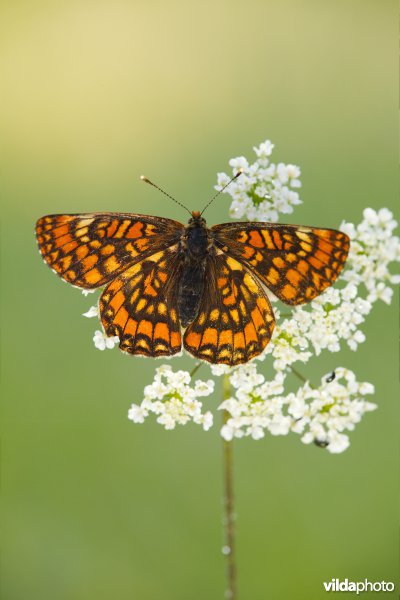 Roodbonte parelmoervlinder