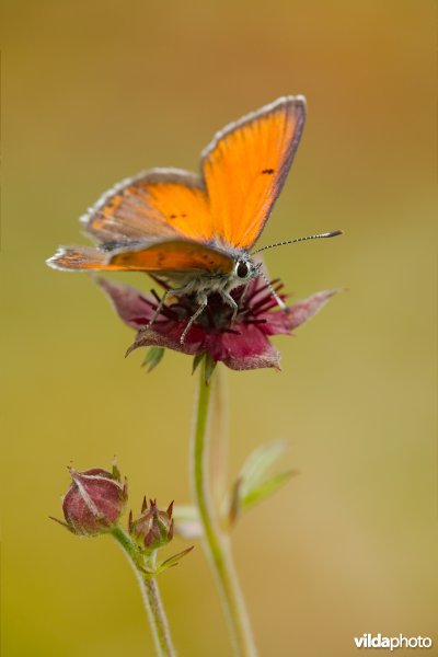 Rode vuurvlinder op Wateraardbei