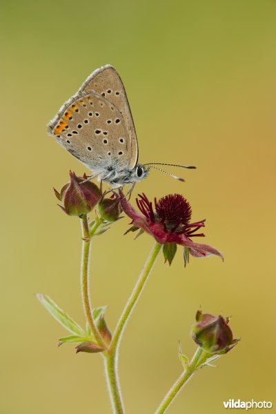 Rode vuurvlinder op Wateraardbei