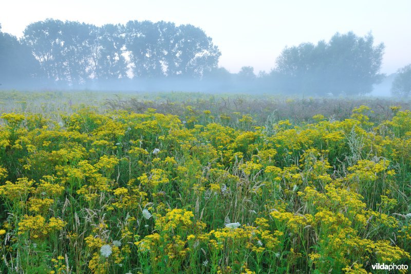 Jakobskruiskruid in het Kalverbos