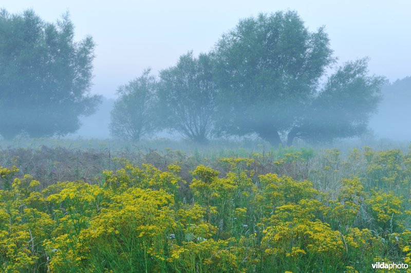 Jakobskruiskruid in het Kalverbos