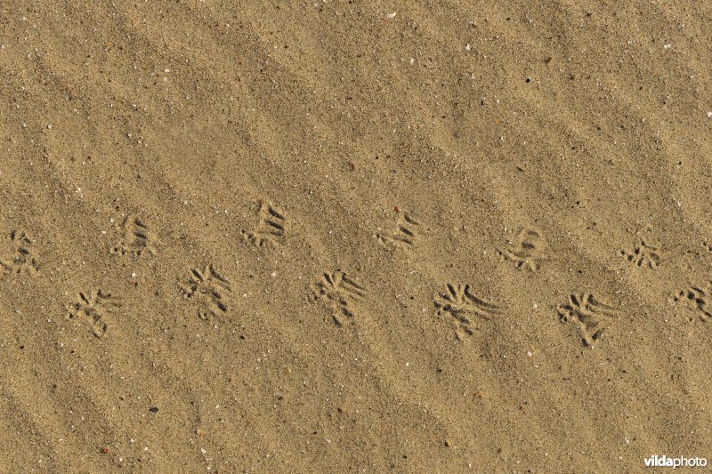 Sporen van Mol in het zand