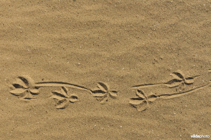 Sporen van kraai in het zand