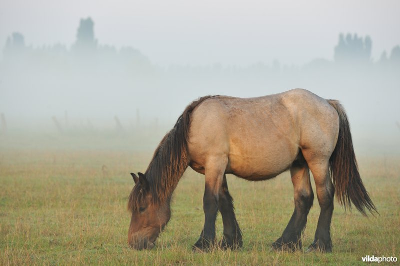 Gentbrugse Meersen