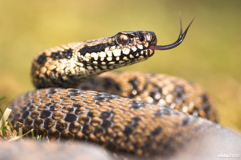 Adder steekt tong uit