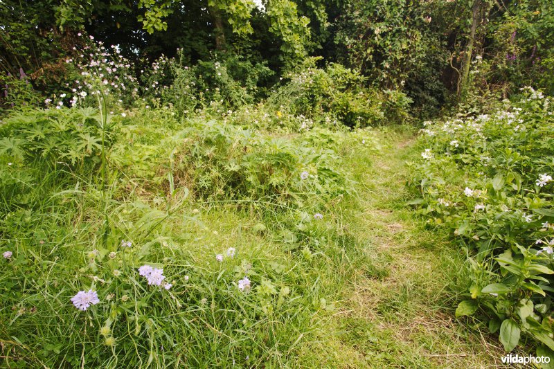 Structuurrijke wilde tuin