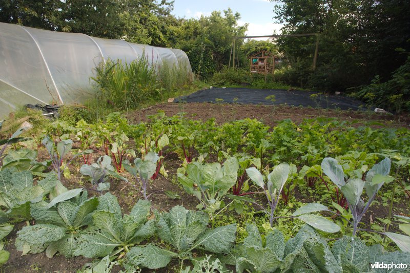 Natuurvriendelijke moestuin