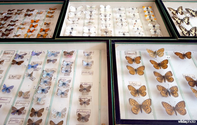 Vlindercollectie Halflants